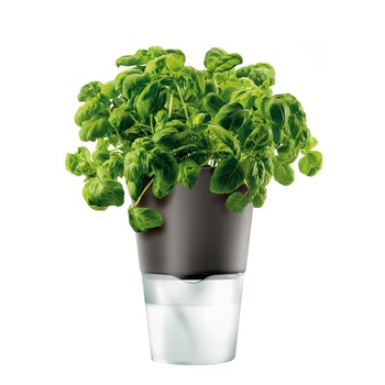 EvaSolo_Herb_Pot_568104.jpg